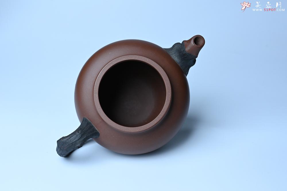 紫砂壶图片：美壶特惠 精致报春系列之松报春壶 - 紫砂壶之家紫砂壶网